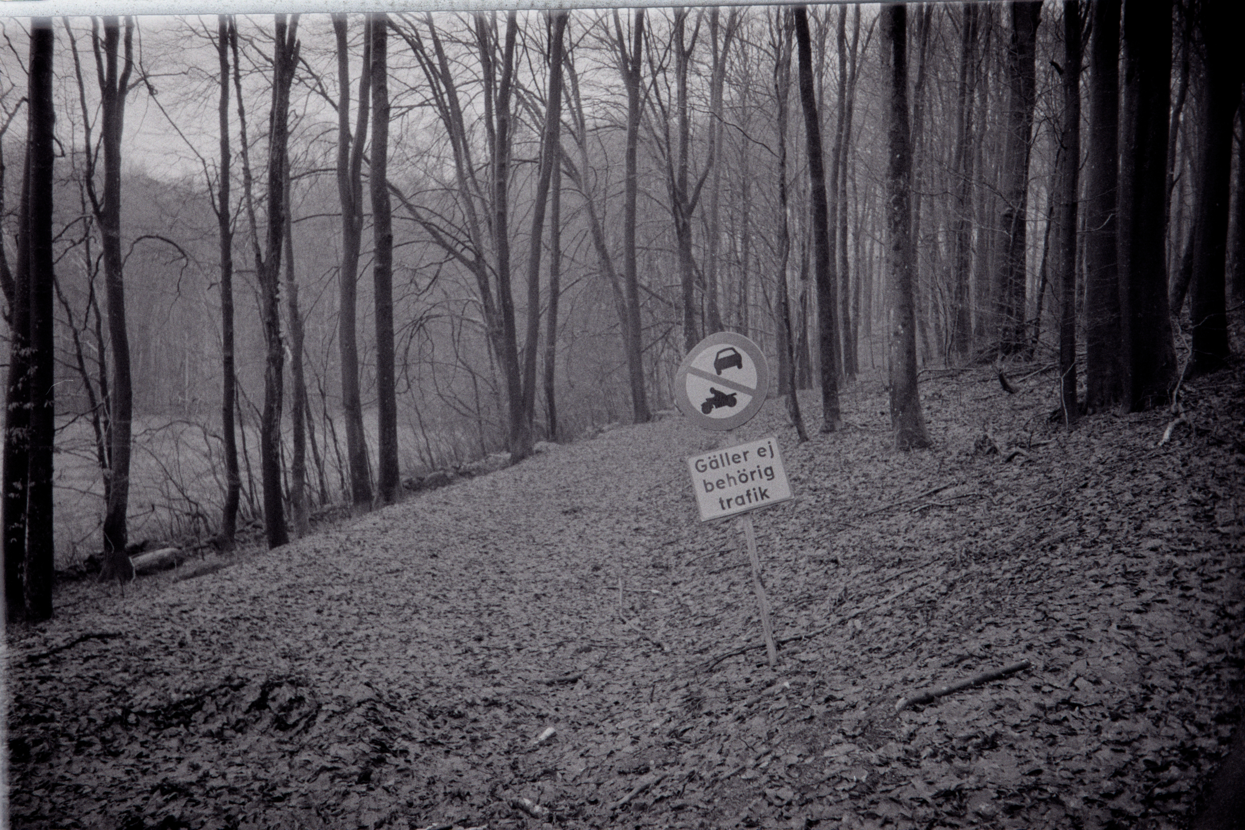 A lone roadsign in the woods