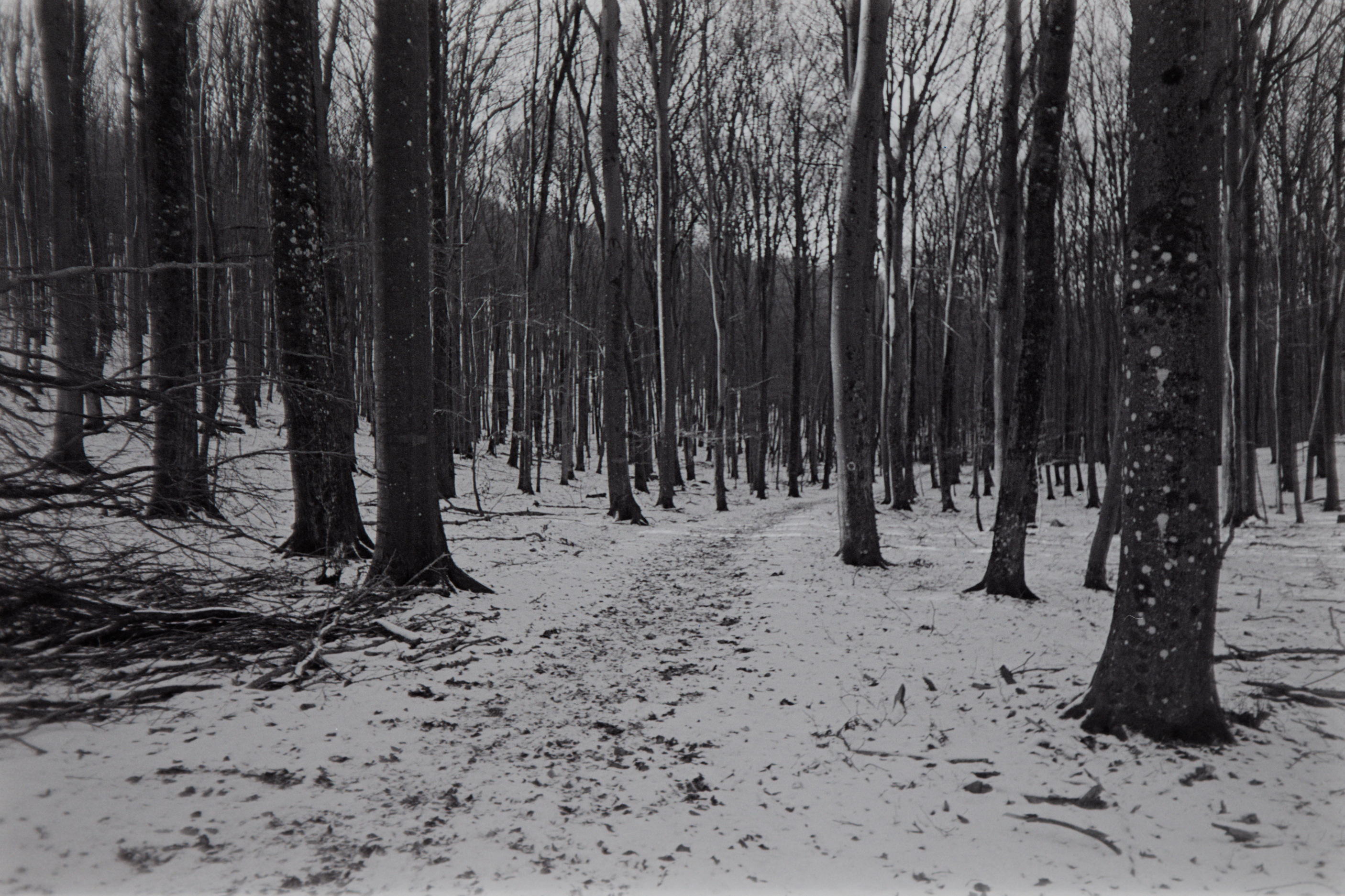 Black and white woods