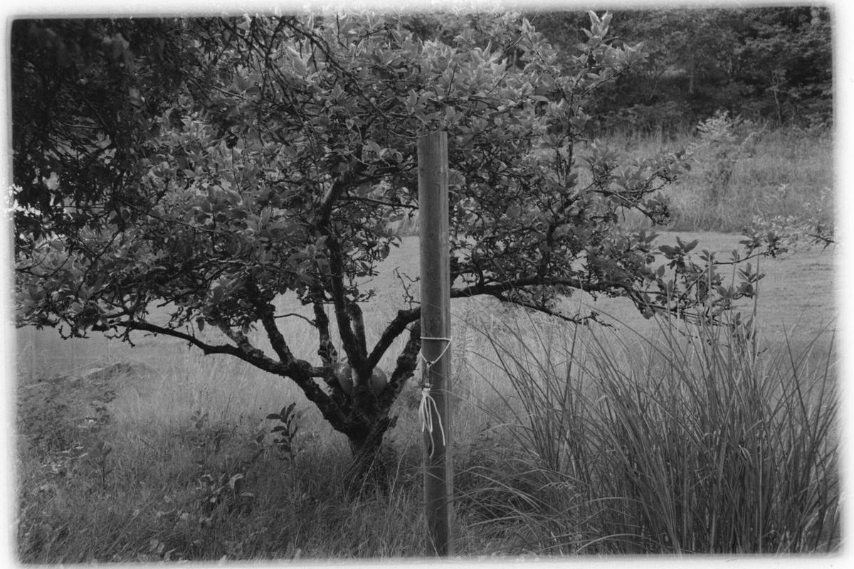 Film: Ilford HP5 plus