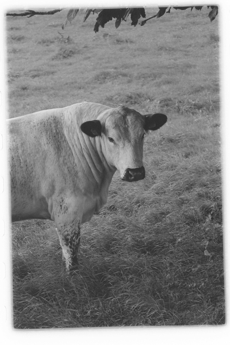 Film: Ilford HP5 plus