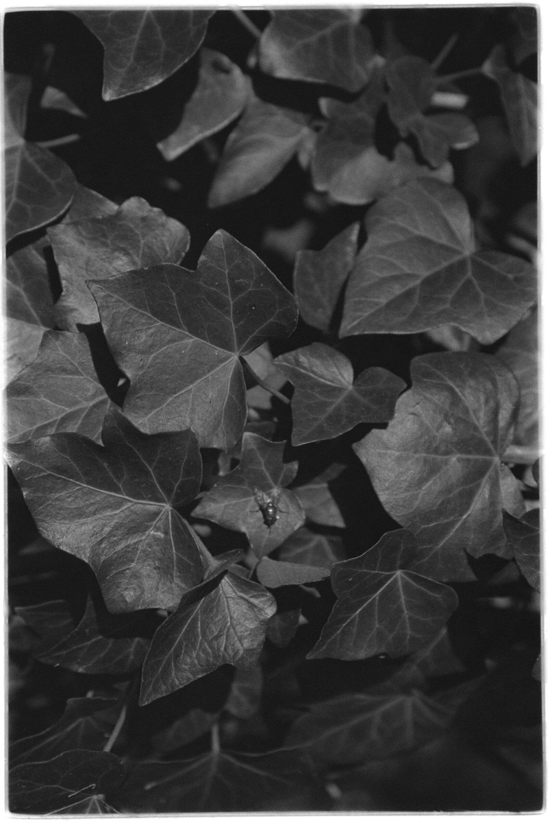 Film: Ilford HP5 plus
