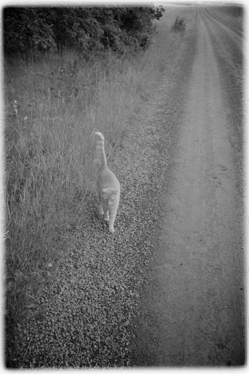 Film: Ilford HP5 plus
