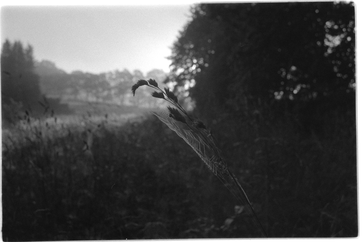Kentmere Pan 400, Adox Rodinal, MSRTB001