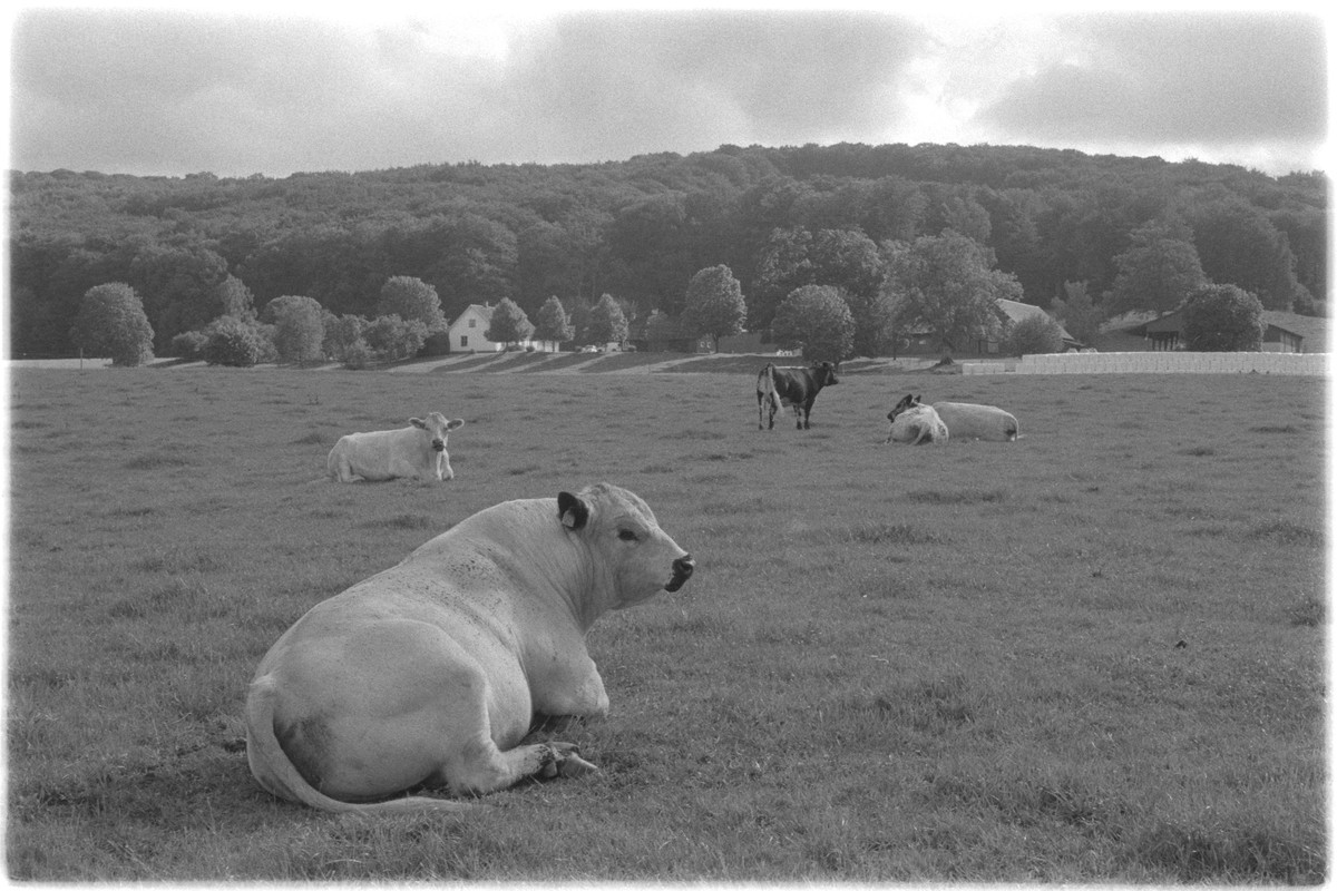 Kentmere Pan 400, Adox Rodinal, PK1K003