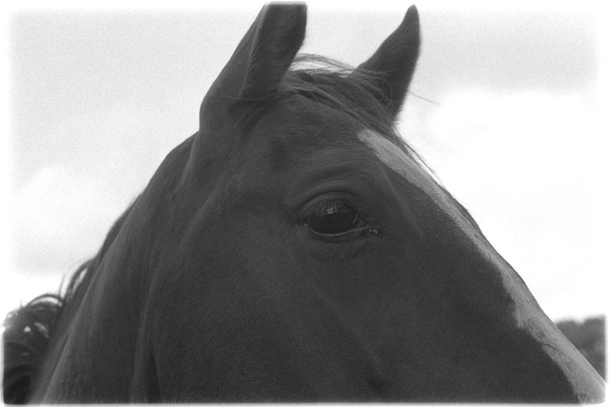 Kentmere Pan 400, Adox Rodinal, PK1K003