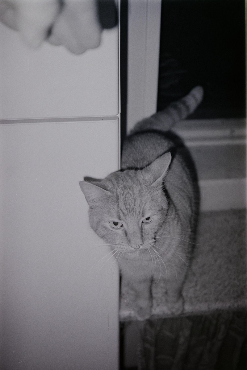 Film: Kodak T-Max 400