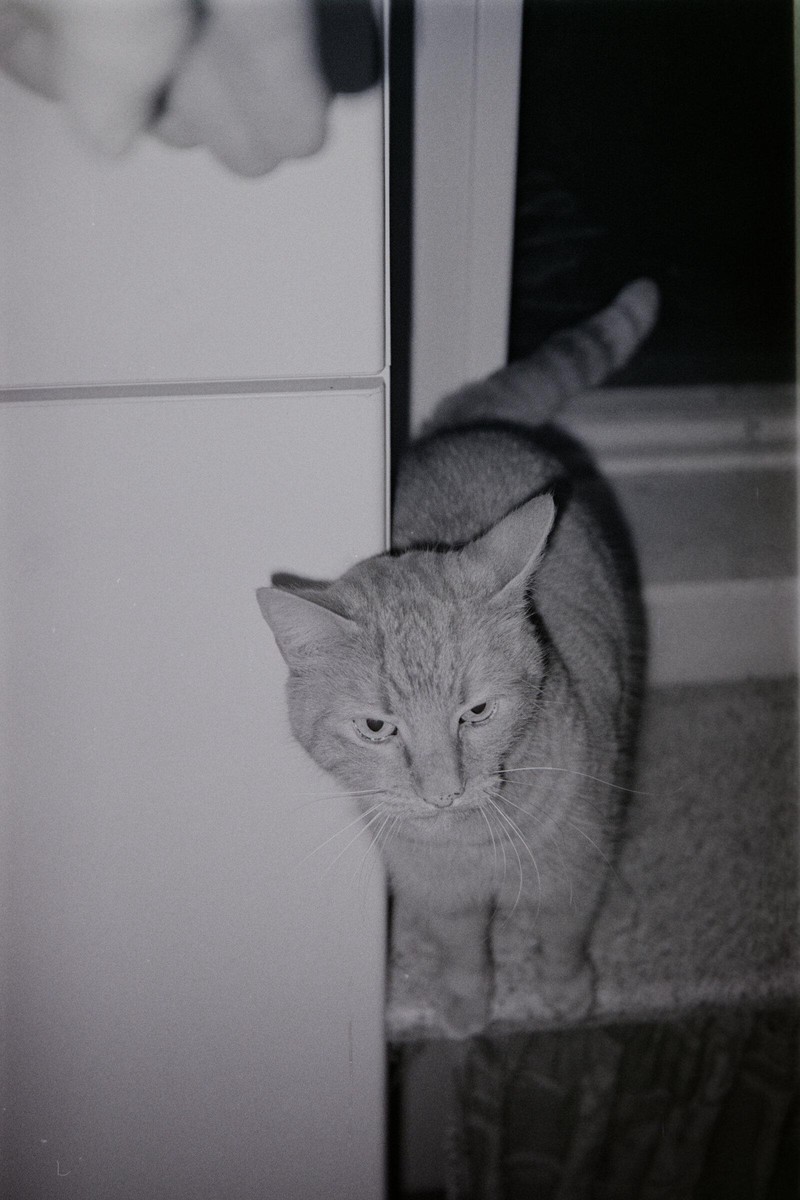 Film: Kodak T-Max 400