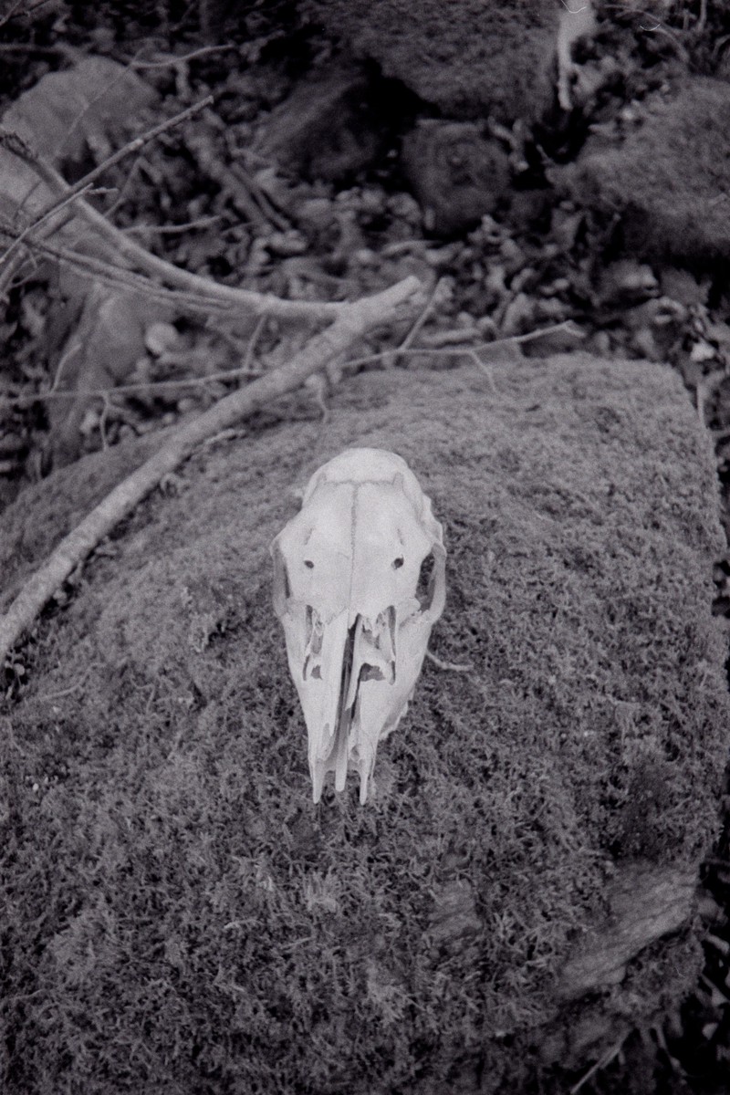 Film: Ilford HP5+