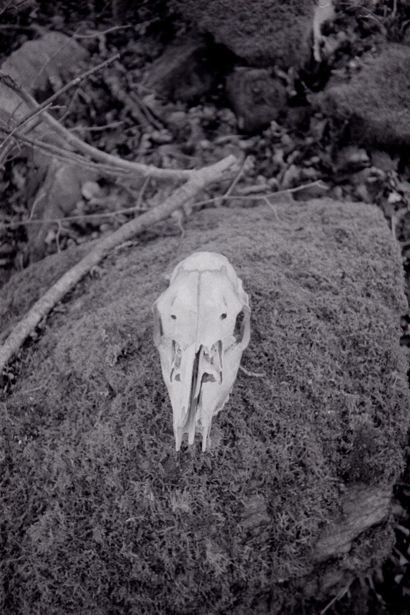 Film: Ilford HP5+