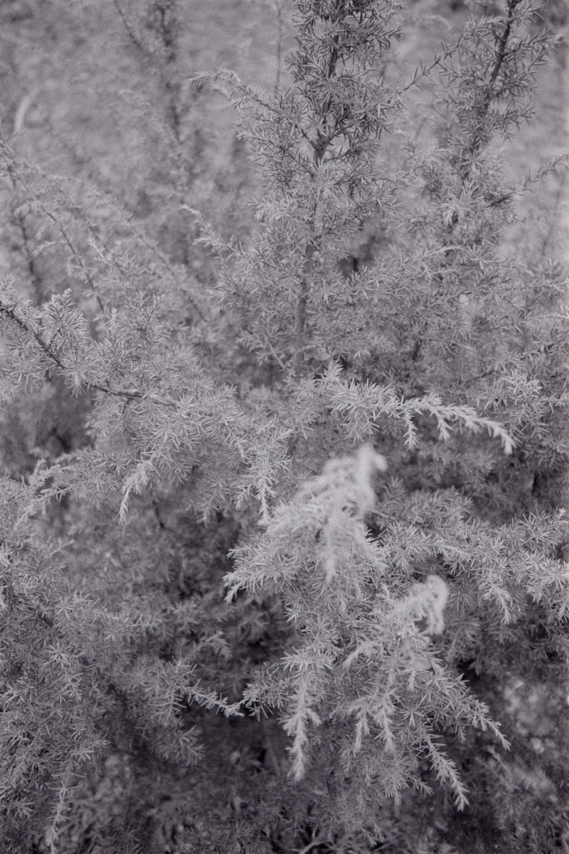 Film: Ilford HP5+