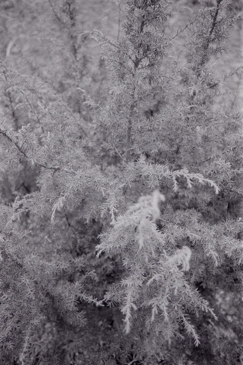 Film: Ilford HP5+