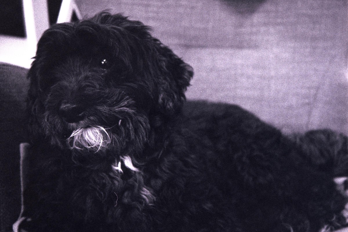 Film: Ilford HP5 plus