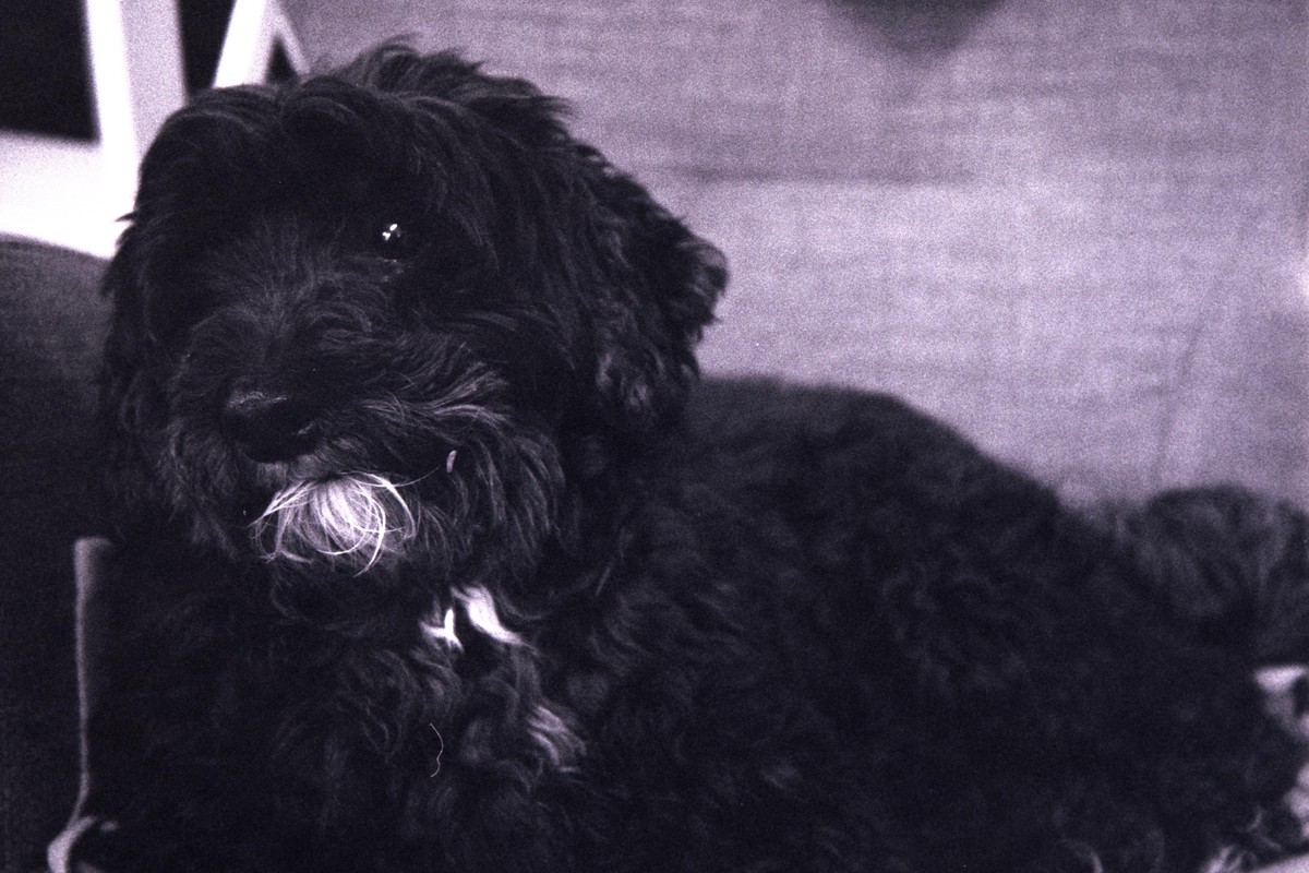 Film: Ilford HP5 plus