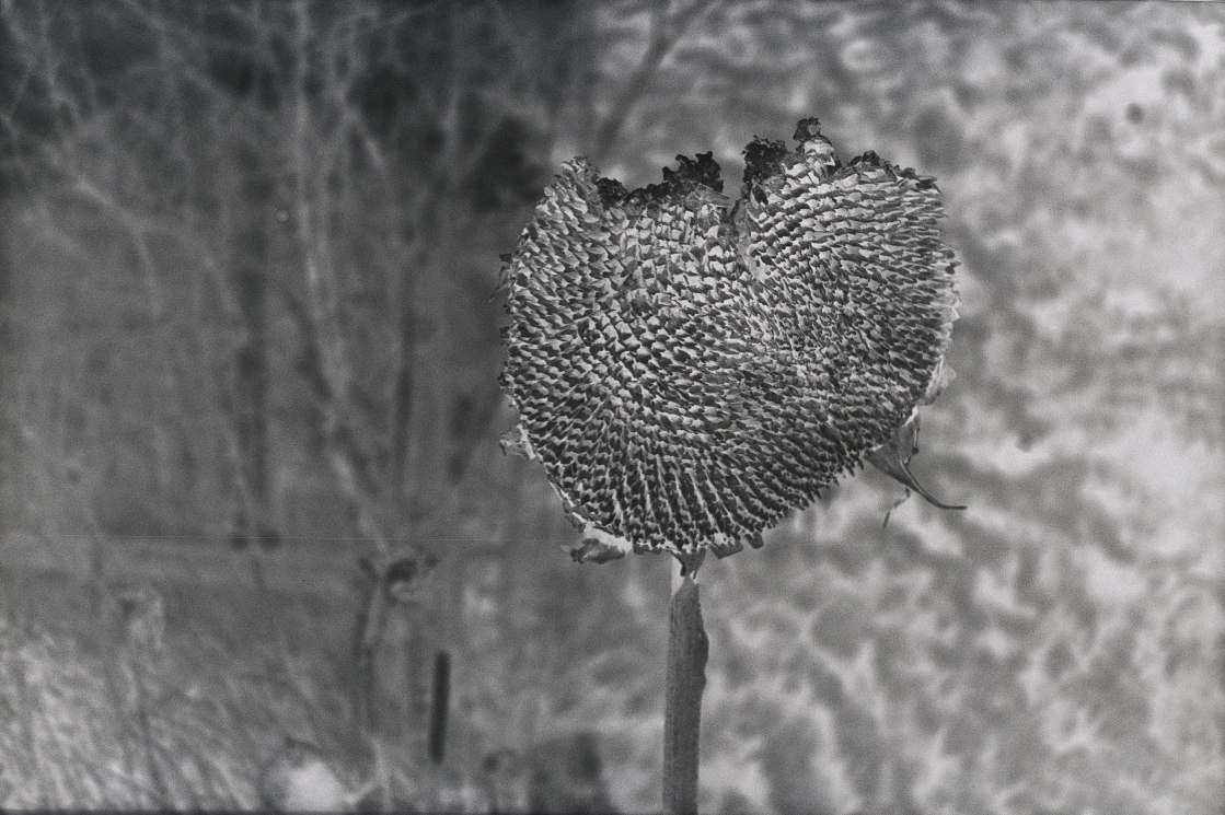 Negative captured on the DigitaLIZA+ (With Canon R50)