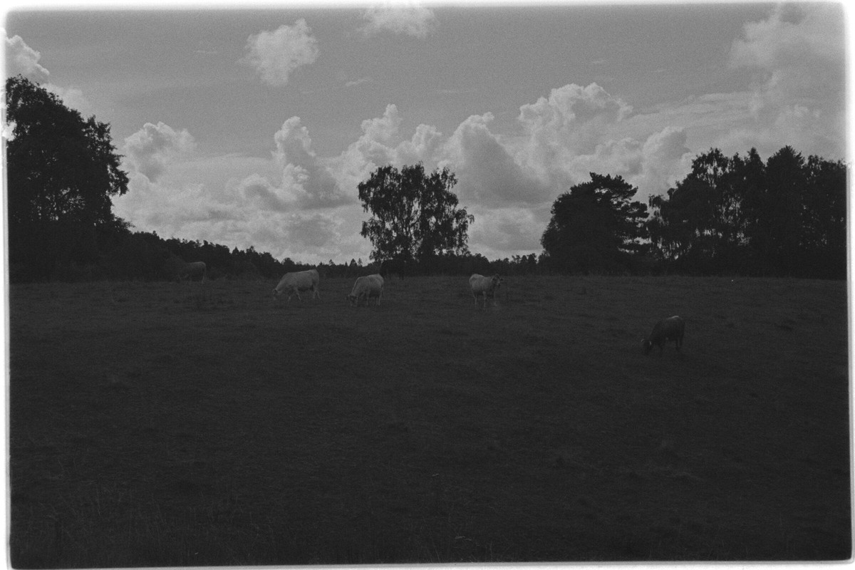 Film: Ilford HP5 plus
