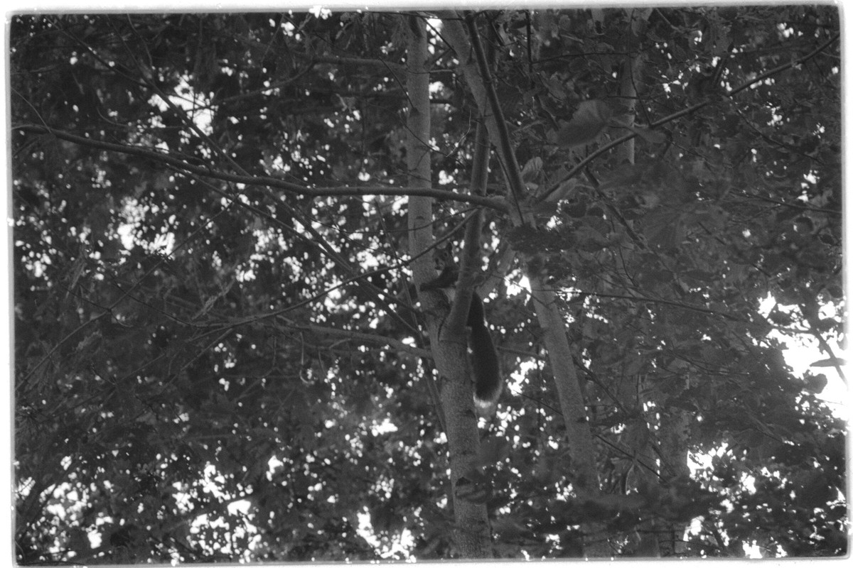 Film: Ilford HP5 plus