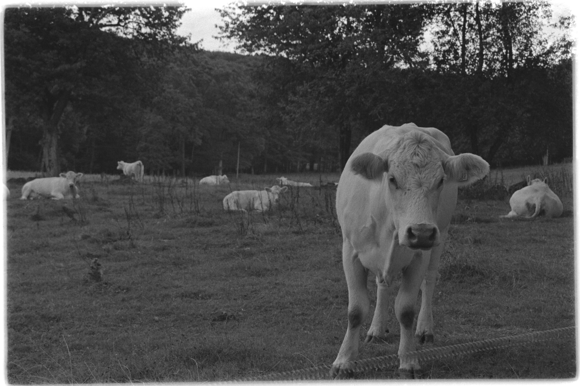 Calf (note leg)