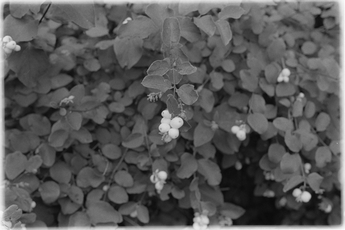 Film: Ilford HP5 plus
