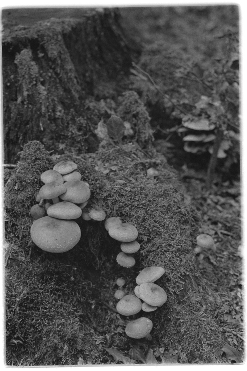 Film: Ilford HP5 plus
